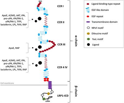 Low Density Lipoprotein Receptor-Related Protein-1 in Cardiac Inflammation and Infarct Healing